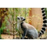 Private Lemur Experience For Two With Zoo Entry
