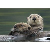 Adopt An Otter Package - 3 Package Levels