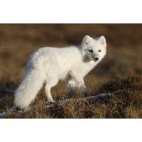 Adopt An Arctic Fox Package - 3 Package Levels
