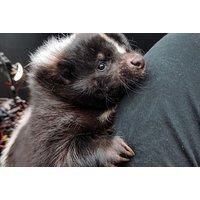 Interactive Zoo & Animal Sanctuary Entry Tickets: Over 300 Animals & 70 Species: Get To Know Animals - Summer Holiday Availability!