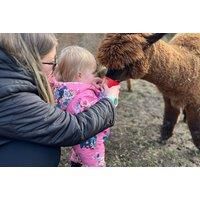 1-Hour Alpaca Walking Experience for 2 at Alpaca at Daisy Farm, Solihull