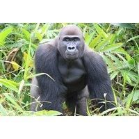 Digital Animal Adoption with Entry to Port Lympne Reserve and Truck Safari for Two - School Holiday Availability!