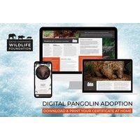 Pangolin Adoption - Digital Pack - Support Conservation - David Shepherd Wildlife Foundation