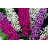 Buddleia Tricolour Butterfly Bush - Buy 1, 2 Or 4!