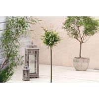 Pair Of Salix Flamingo Trees