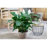 Peace Lily Plant - Planter Options! - Grey