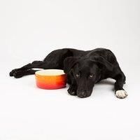 Scruffs Ombre 2pc Ceramic Dog Bowl Set - Orange 15cm