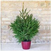 Pot-Grown Norway Spruce Christmas Tree (100 -120Cm)