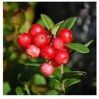 Cranberry Pilgrim Fruit Bush in a 1.7L Pot to Grow Your Own