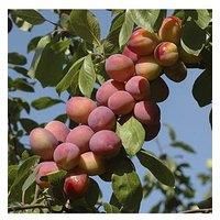 Plum Little Vic Patio Fruit Tree in a 4L Pot