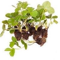 Pack of 6 Giant Strawberry 'Sweet Colossus' Plug Plants Grow Your Own