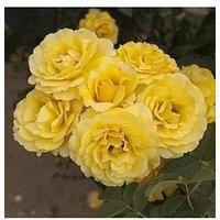You Garden - Wedding Roses Variation (50th Anniversary)