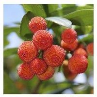 Strawberry Tree (3L Pot)