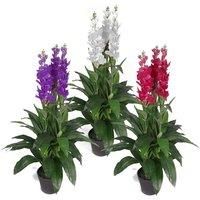 100cm Artificial Cymbidium Orchid Plant - Extra Large - Dark Pink Flowers LEA...