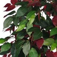 120cm (4ft) Artificial Capensia Tree Ficus Plant - Extra Large LEAF-7102