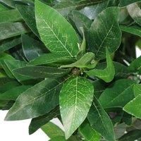 Pair of 90cm (3ft) Plain Stem Artificial Topiary Bay Laurel Ball Trees LEAF-7...