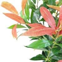 Artificial Fern Plants Foliage Realistic Evergreen - Display Home or Office