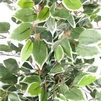 Leaf Artificial Ficus Tree/Plant, White Edge Bushy, 130cm