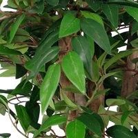 Leaf Artificial Ficus Tree/Plant, Luxury Smilax, 90cm