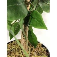 Leaf Artificial Tree/Plant, Green XL Bushy Ficus, 120 cm