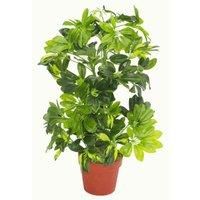Leaf Artificial Arboricola Evergreen Plant
