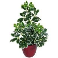 Artificial House Plant Bush Arboricola Evergreen Plant 55cm Small Bush