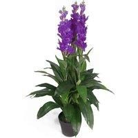Artifical Orchid Plant 100cm White 100cm Realistic Faux House Plants Flowers