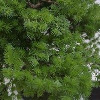 Artificial Large Bonsai Tree 50cm Luxury Pine Realistic Desktop Plants