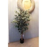 Realistic LARGE Artificial Trees Ficus Variegated Evergreen Beautiful Natural
