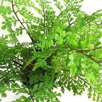 Artificial Foliage Fern Plants Realistic Evergreen Display Home or Office