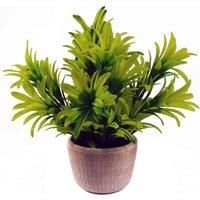 Leaf 22Cm Foliage Honey Plant Light Green In Terracotta Pot