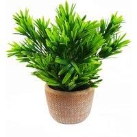 22cm Foliage Honey Plant Dark Green in Terracotta Pot