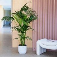Kentia Palm House Plant in Elho Pot