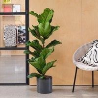 Fiddle Leaf Fig House Plant in Capri Pot