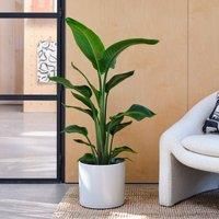 Bird Of Paradise House Plant in Capri Pot