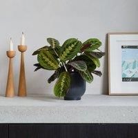Prayer House Plant in Ribbed Pot