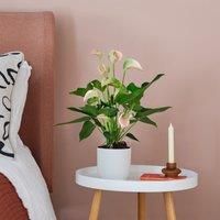 Peach Anthurium House Plant in Elho Pot
