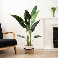 Scottish Everlastings Ltd Bird Of Paradise Tree 130cm, Green