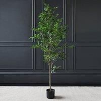 Mini Ficus Tree in Pot 155cm Green