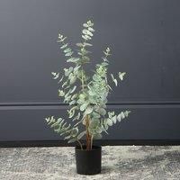 Scottish Everlastings Ltd Eucalyptus Tree 70cm, Green