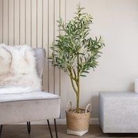 Scottish Everlastings Ltd Olive Tree In Basket 125cm, Green