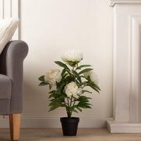 Scottish Everlastings Ltd Peony Plant Cream 55cm, Cream