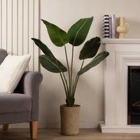 Scottish Everlastings Ltd 120cm Banana Palm Tree In Seagrass Basket 120cm, Green