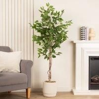 Scottish Everlastings Ltd Ficus Tree In Cement Pot 160cm, Green