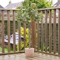 Scottish Everlastings Ltd Olive Tree In Rustic Pot Uv 100cm, Green