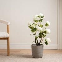 Scottish Everlastings Ltd Cream Potted Hydrangea Plant 85cm, Green