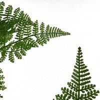 Artificial Natural Look Moss Fern Large Gold Planter 150cm 5ft Realistic Leaf