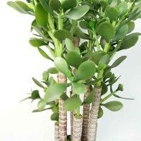 Artificial Large Plant Shrub Green Jade 75cm Tall