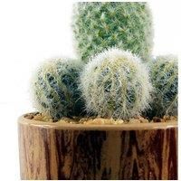 Leaf Design UK Realistic Plant, 20cm Cactus Ceramic Planter