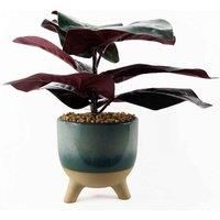 Leaf Design UK Realistic Large Artificial Foliage Plant with Pot, Ficus Plant, 35cm
